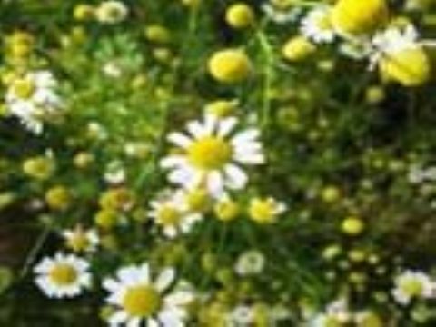 Chamomile Extract